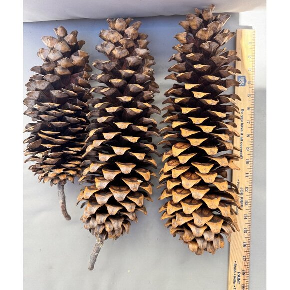 3 - Large Sugar Pine Cones 12”-20” From Northern California - Picture 1 of 6